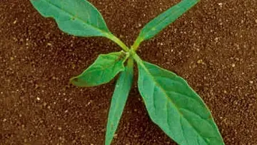 Dicotylédones classiques - Datura